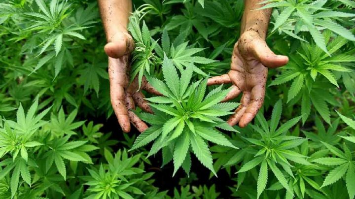 La Rural se prepara para la Expo Cannabis 2021