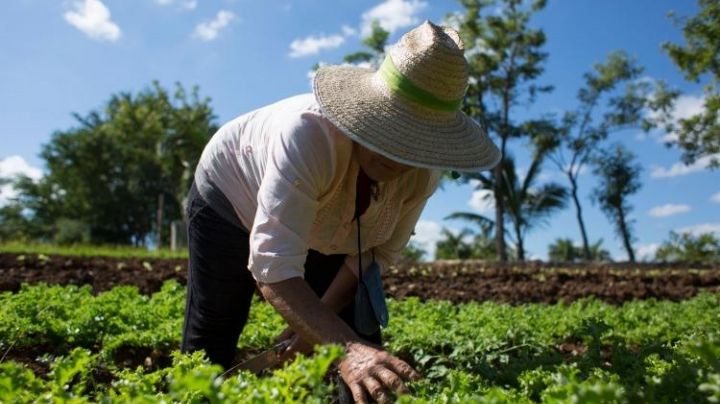 Junín: hablemos de agroecología