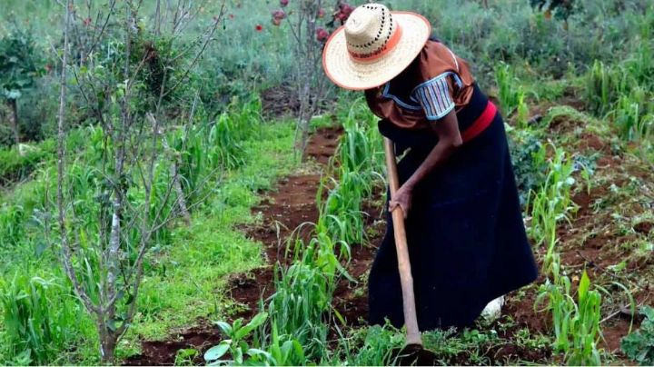 Comando carpincho: la naturaleza en búsqueda de justicia social