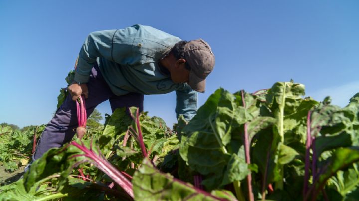 Se busca reducir la pérdida de alimentos