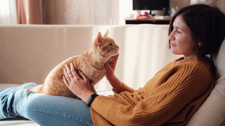 Trucos y sugerencias para ganarse el cariño de un gato