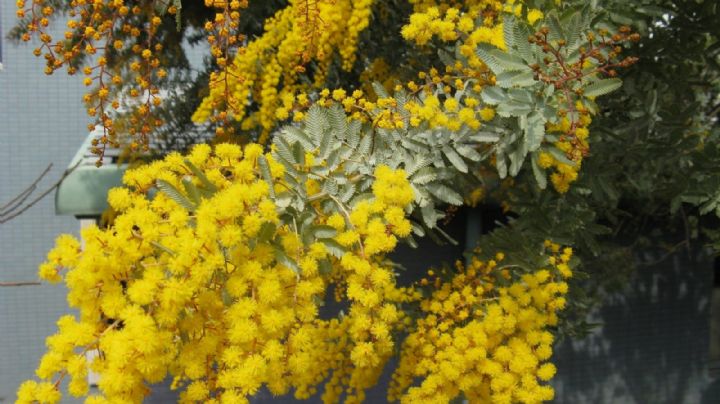 Con un delicioso aroma y un hermoso follaje, la Acacia Baileyana, embellecerá tu jardín