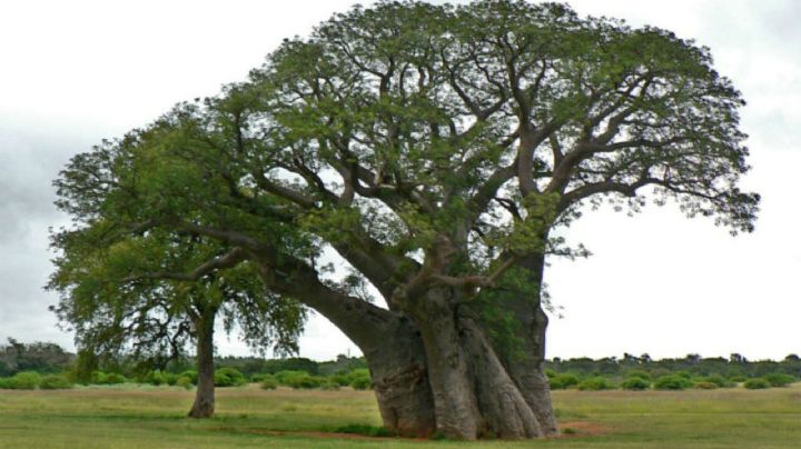 Adansonia digitata, más que una planta tipo suculenta, es un árbol suculento