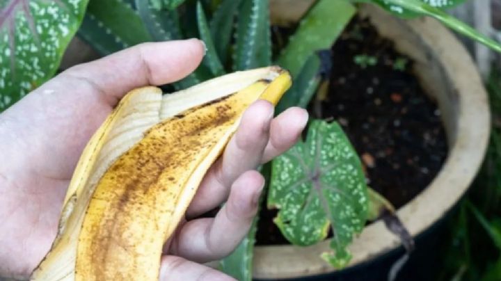 Trucos con cascaras de banana para que tus plantas crezcan sanas y fuertes