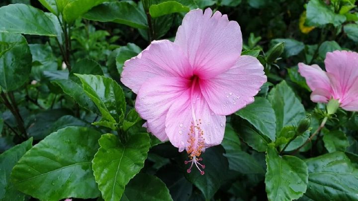 Rosa china: todos los secretos para cuidar a esta planta y conseguir unas hermosas flores