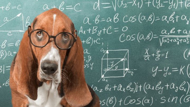 Cuales son las razas de perros que la ciencia considera como las más inteligentes