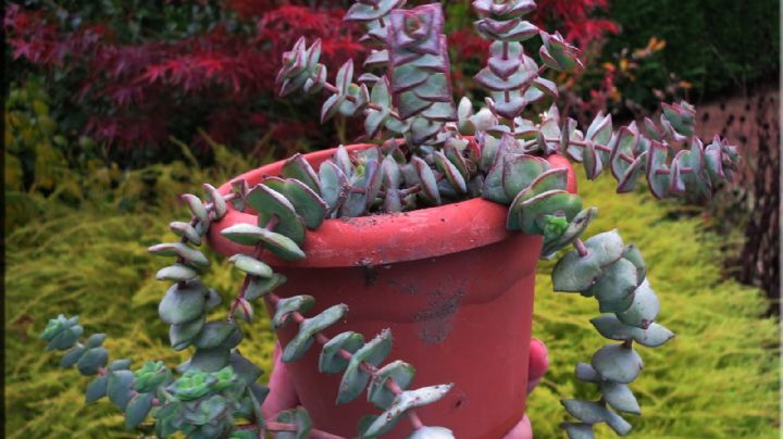 Crassula Perforata: te contamos los cuidados básicos para mantener a esta bella suculenta