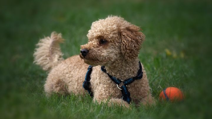 Inteligente y cariñoso, el caniche está entre las razas de perro más buscadas de Argentina