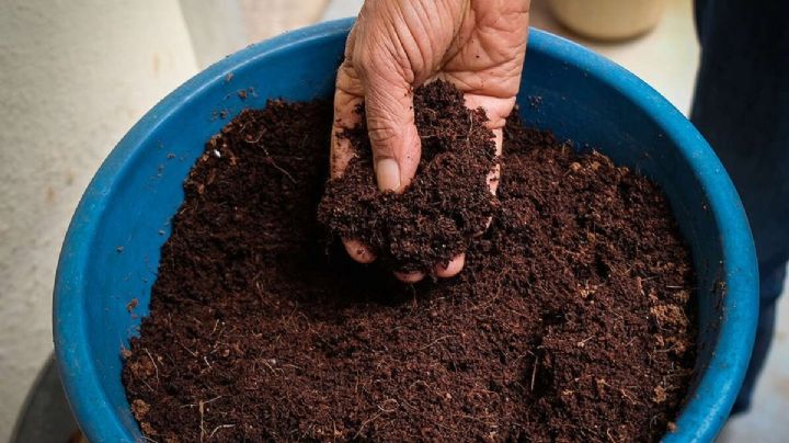 Prepara el mejor abono casero con restos de café y té