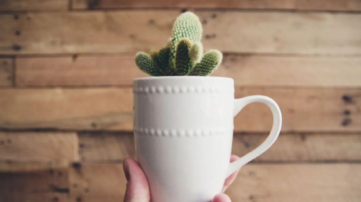 Decorá tu hogar con estas 4 plantas de cultivo en taza