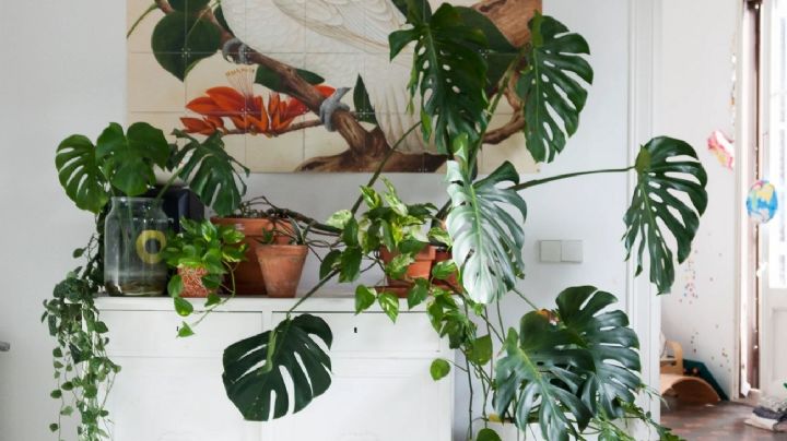 Monstera Deliciosa: Cuidados de la planta mas buscadas para la decoración de interiores