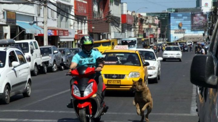 Por este motivo los perros le ladran a los automóviles