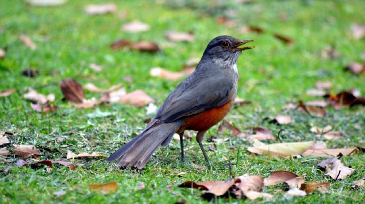 Turdus Rufiventris: El famoso ave que escuchas cantar antes del amanecer