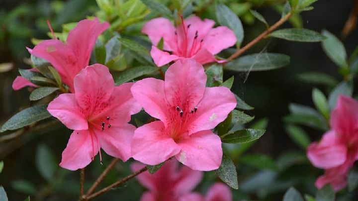 Descubre cómo cuidar la Azalea para que brinde sus mejores flores