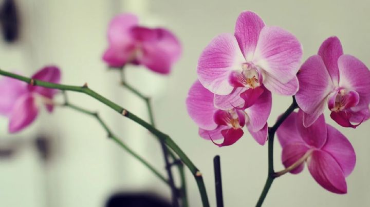 Orquídeas: Cuidados básicos para que tus plantas con flores crezcan sanas y fuertes