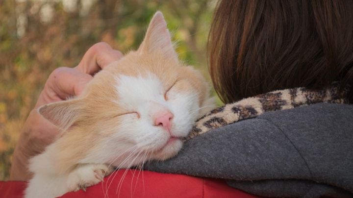 La ciencia te cuenta cómo mejorar la relación con tu gato