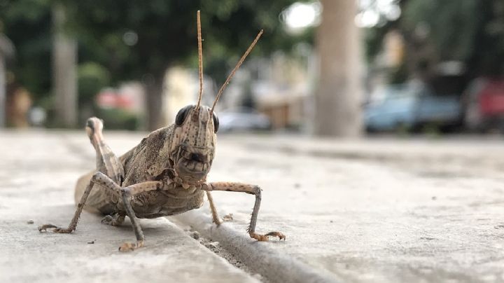 Llegó un grillo al hogar y trae un anuncio para ti