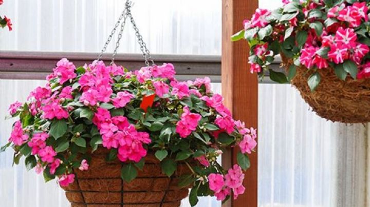 Impatiens Wallerina, guía de cuidados para tus plantas alegrías del hogar