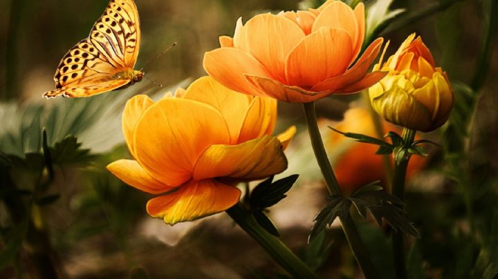 10 plantas con flores naranja ideales para colorear tu jardín