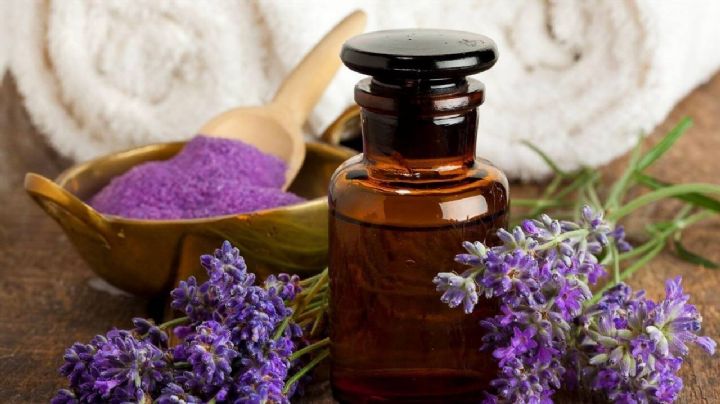 10 razones por las que deberías tener una planta de lavanda en tu hogar