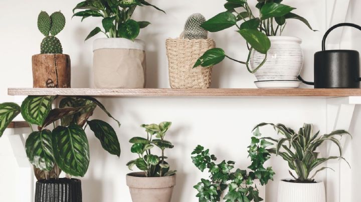 5 plantas de interior ideales para decorar lugares con poca luz