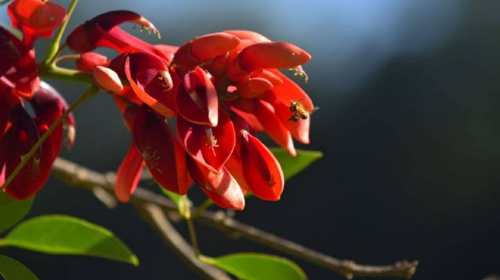 Descubrí por qué el Ceibo es la flor nacional