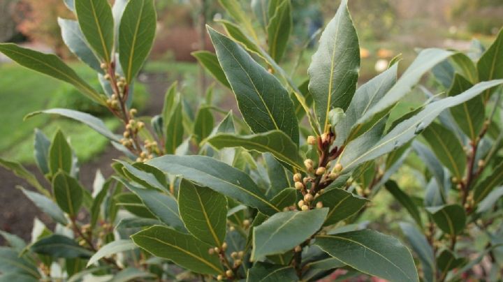 Laurel: la planta aromática a la cual se le asignan hasta poderes místicos