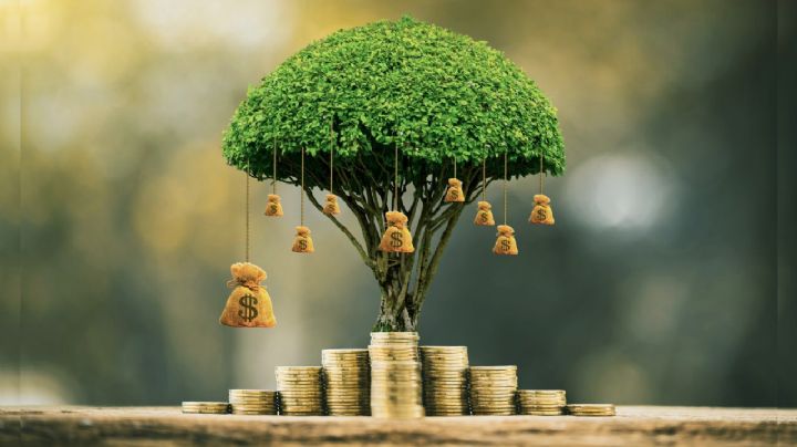 Con estos consejos, podrás tener este árbol de la abundancia para captar prosperidad