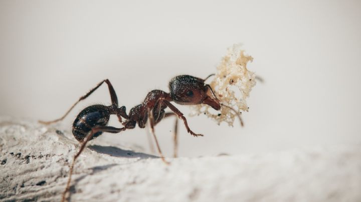 Ahuyenta a las hormigas de tu hogar con algo que hoy tiras a la basura