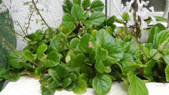 Aleja orugas y babosas de tu planta del dinero con estos insecticidas caseros