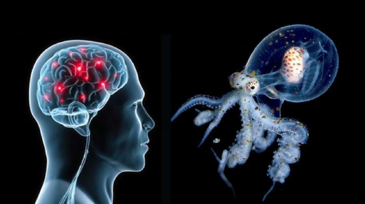 Según la ciencia, el cerebro humano guarda similitudes con el del pulpo