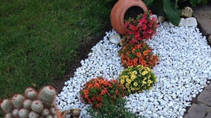 Acelera el crecimiento y floración de tus plantas con este abono casero