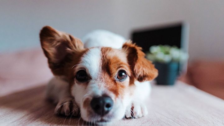 Síntomas que indican que tu mascota sufre de celos