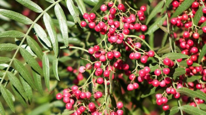 Schinnus Molle: más que un árbol, una autentica maravilla de la naturaleza