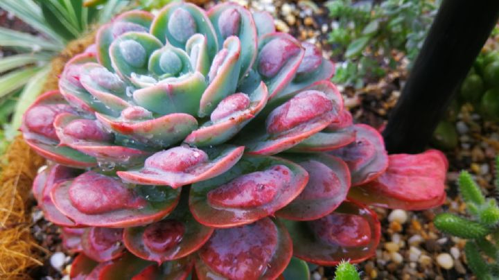 Echeveria Raindrops, cuidados de la suculenta gotas de lluvia