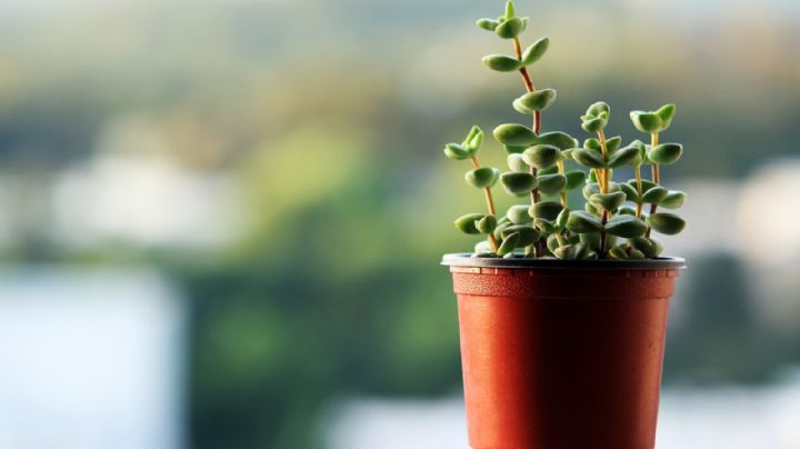 Mini plantas, la nueva tendencia en decoración que ya es furor en Europa