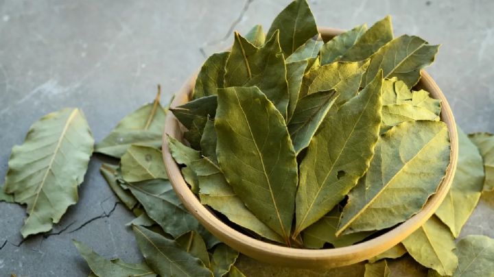 Si tienes una planta de Laurel en tu hogar, haz este ritual para atraer la buena fortuna