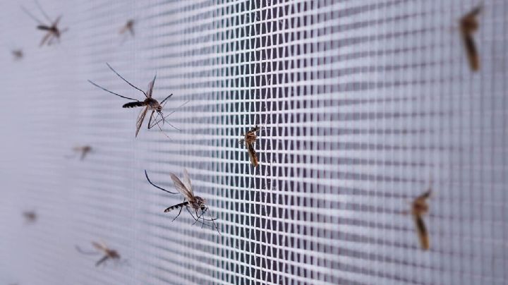 Ahuyenta mosquitos de tu hogar con estos repelentes caseros