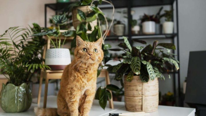 5 plantas de interior que deberías mantener fuera del alcance de niños y mascotas