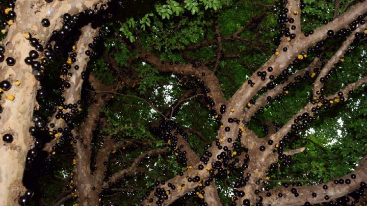 Jabuticaba, una planta con un extraño fruto que aporta beneficios para la salud