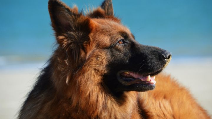 Pastor alemán: los caninos más fieles y protectores