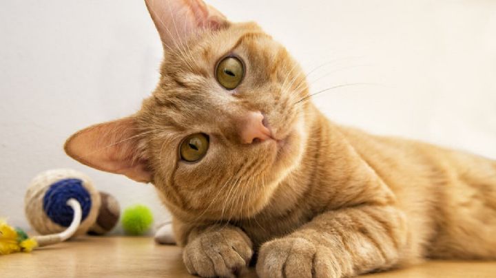 Gatoterapia. Los beneficios de convivir con felinos domésticos