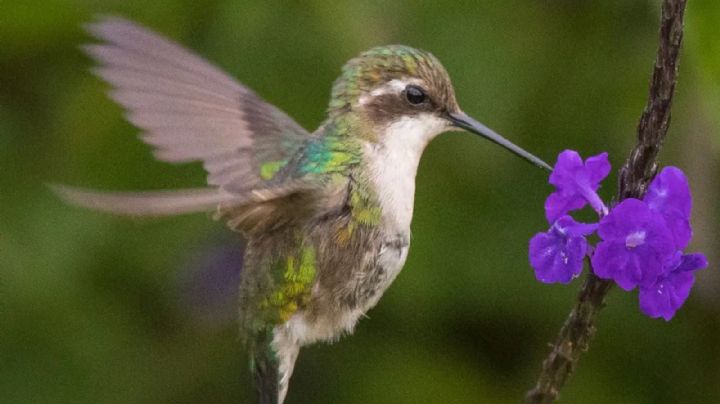 Colibrí, el hermosa ave cuya visualización tiene un posible significado