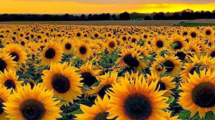 Feng Shui: La importancia del girasol