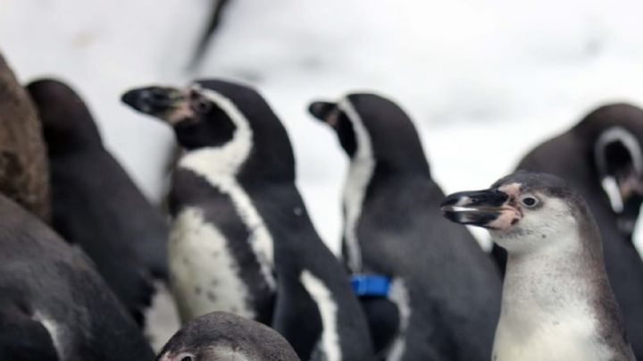 Nueva York: la historia de los pingüinos que enterneció al mundo