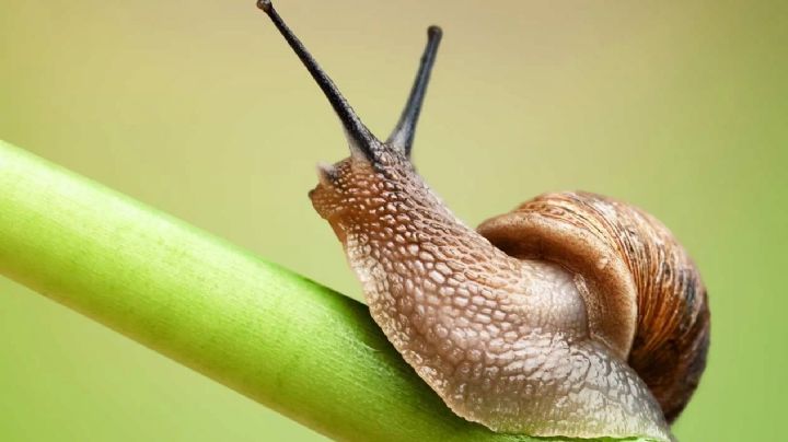 Babosas y caracoles: los enemigos en tu jardín