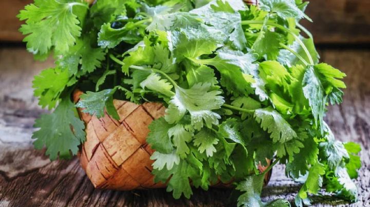 Cilantro, te contamos sus secretos saludables