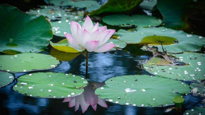 Plantas sagradas: 7 variedades que atraviesan la historia espiritual de la humanidad