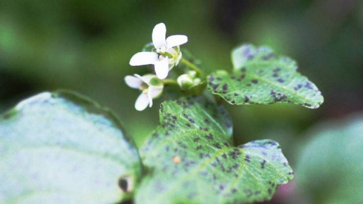 Planta de Wasabi: Conocé los cuidados que requiere la planta más costosa del mundo