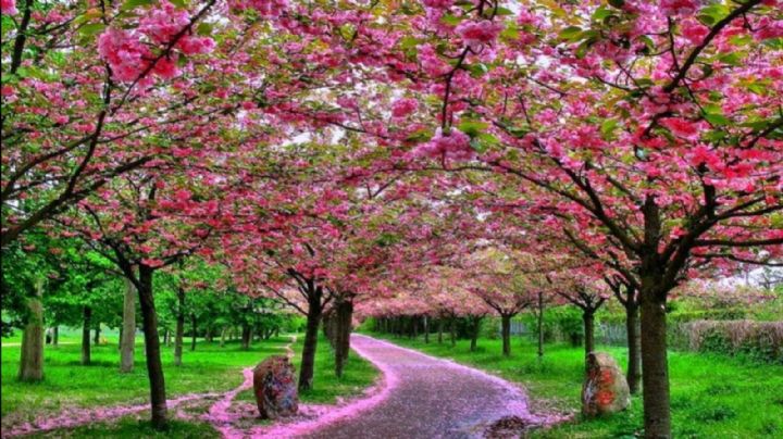 27 de marzo, Día de la flor de cerezo